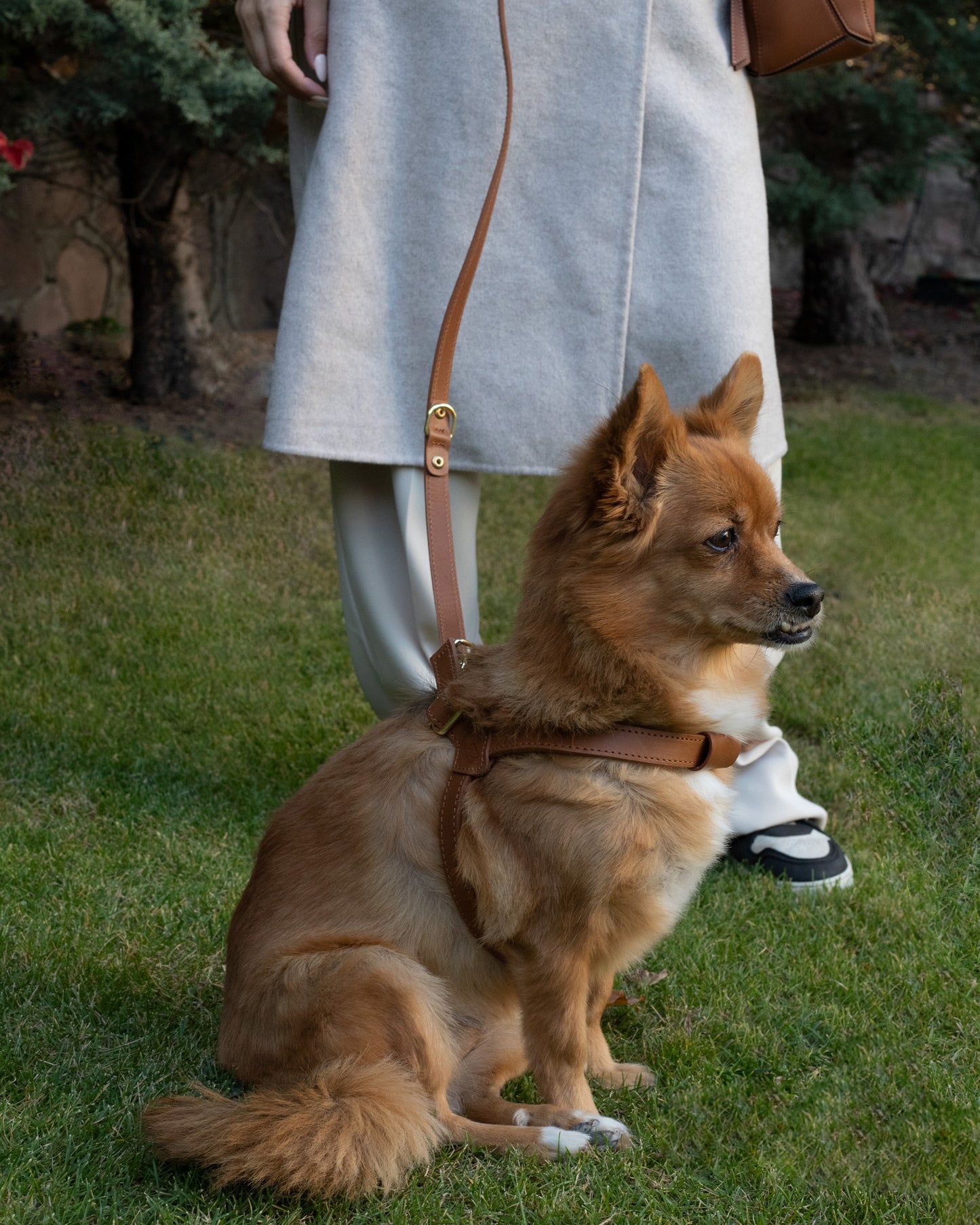 Legacy Harness + Leash Bundle | Tan