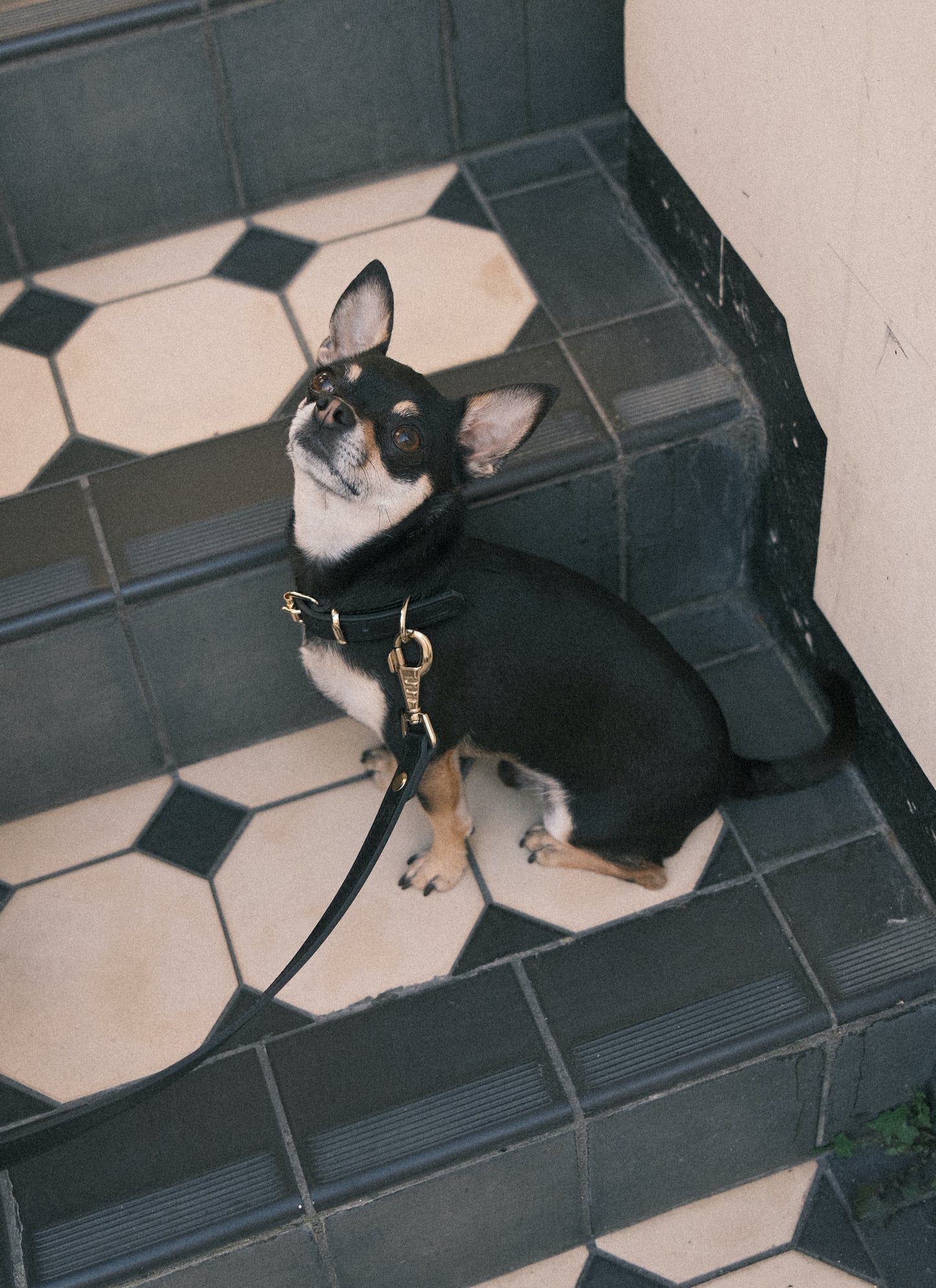 Legacy Leather Collar | Black