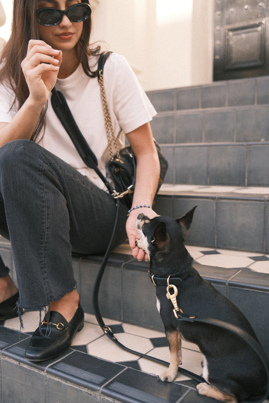 Legacy Collar + Leash Bundle | Black
