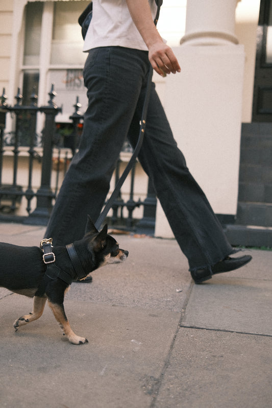 Legacy Leather Harness | Black