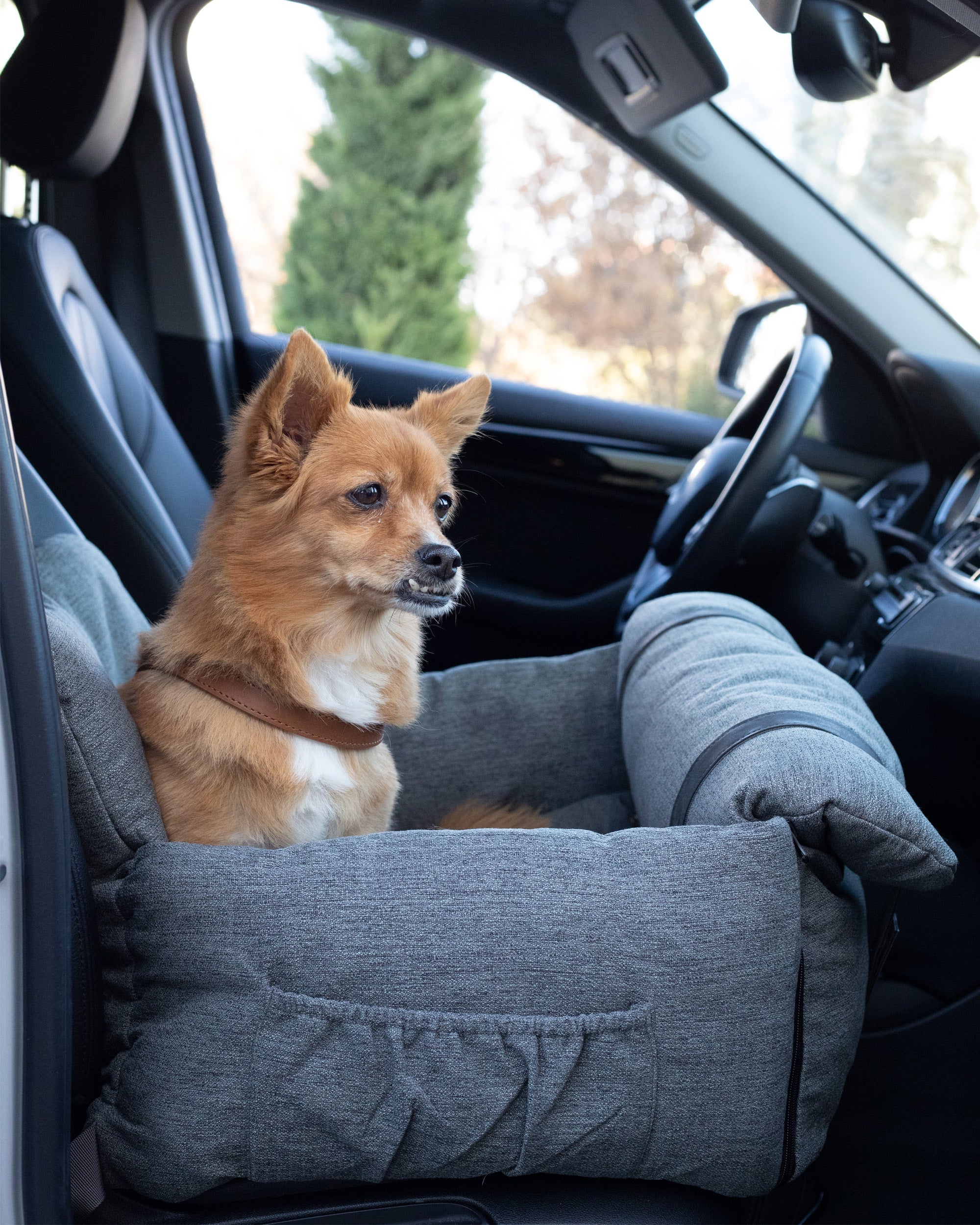 Human Foods Dogs Can and Can't Eat: A Helpful Guide for Pet Parents