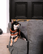 Nomad Pet Car Seat