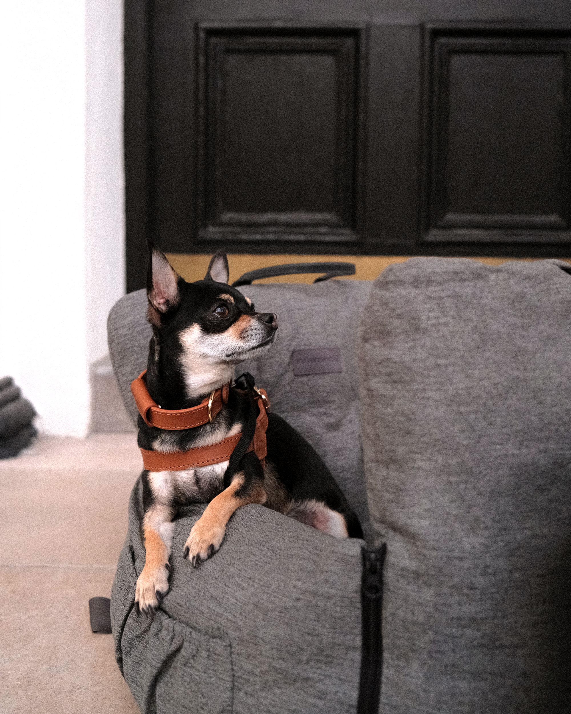 Nomad Pet Car Seat