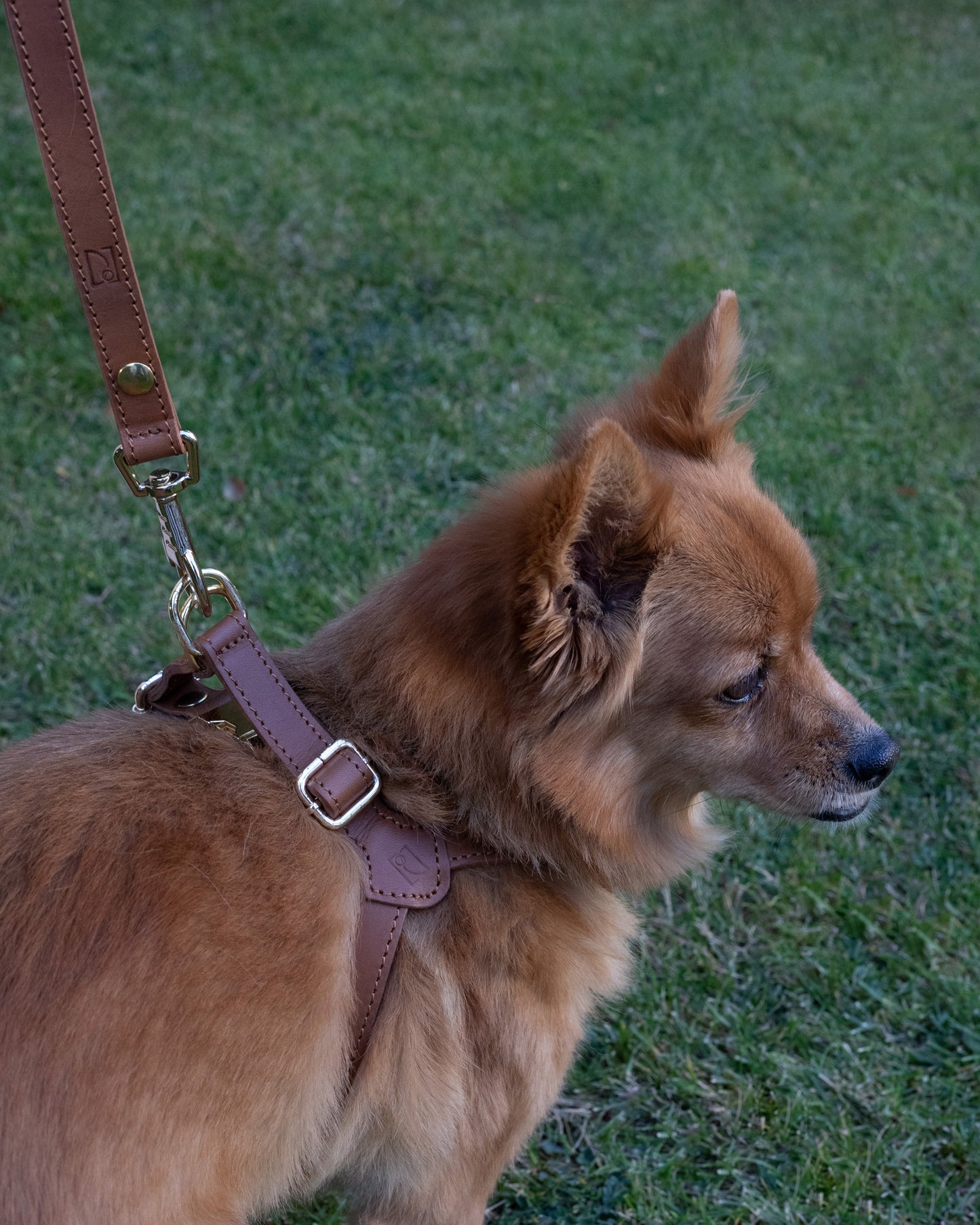 Legacy Leather Harness | Tan