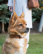 Legacy Leather Collar | Tan