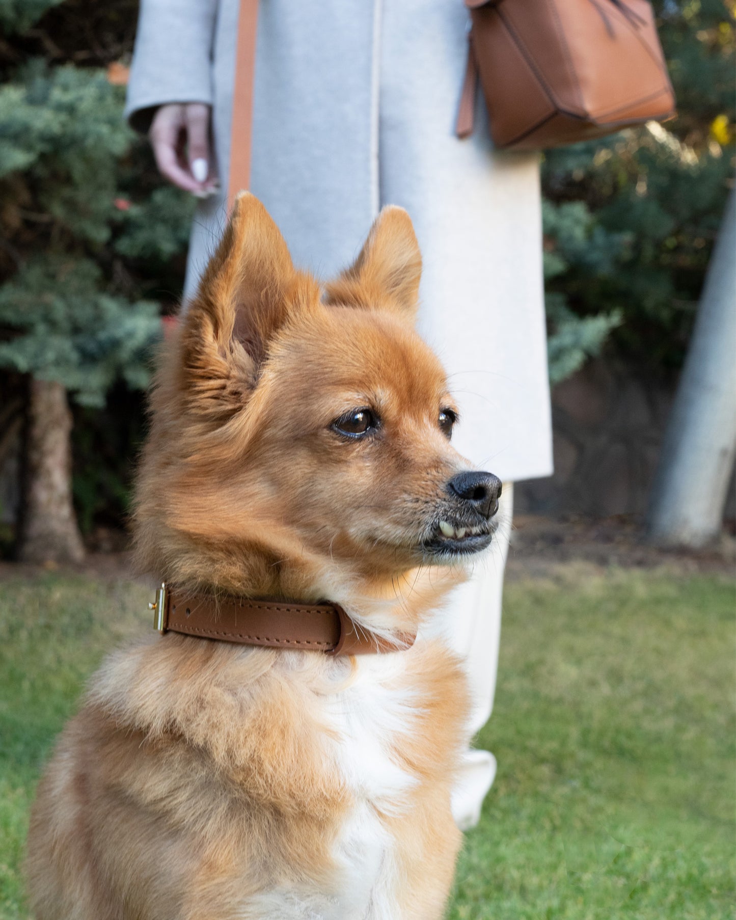 Legacy Leather Collar | Tan