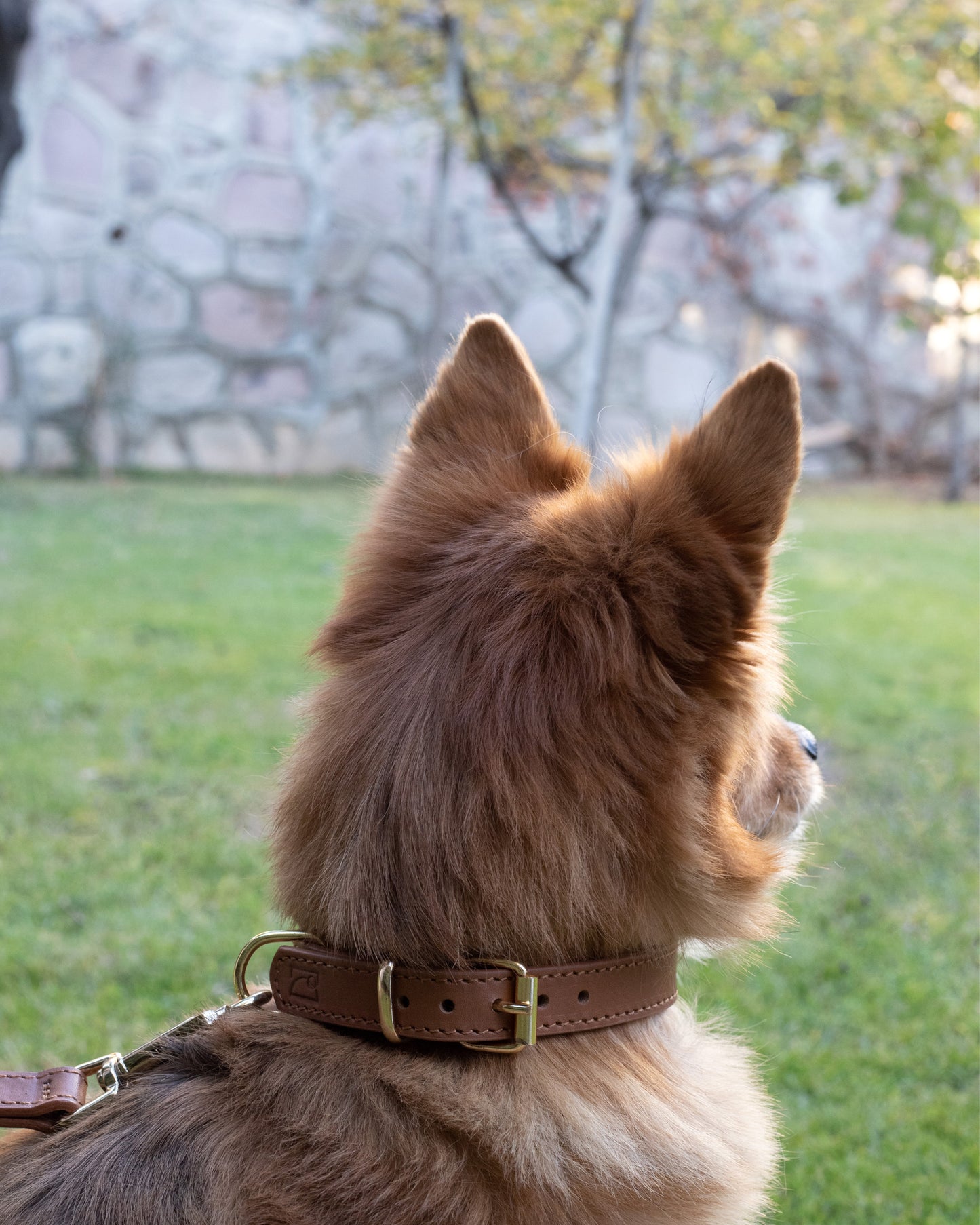 Legacy Leather Collar | Tan