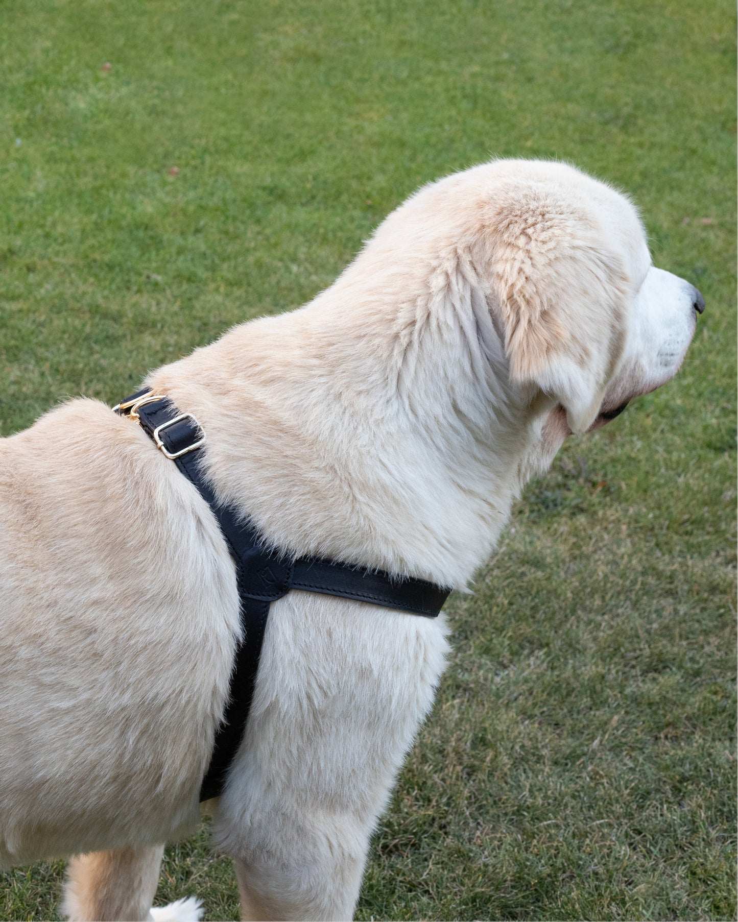 Legacy Leather Harness | Black