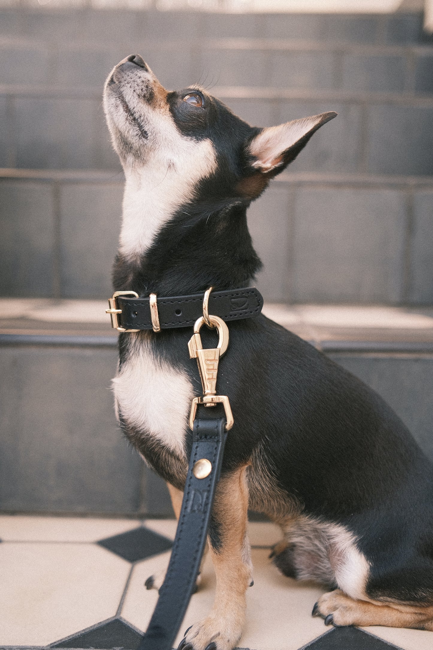 Legacy Leather Collar | Black