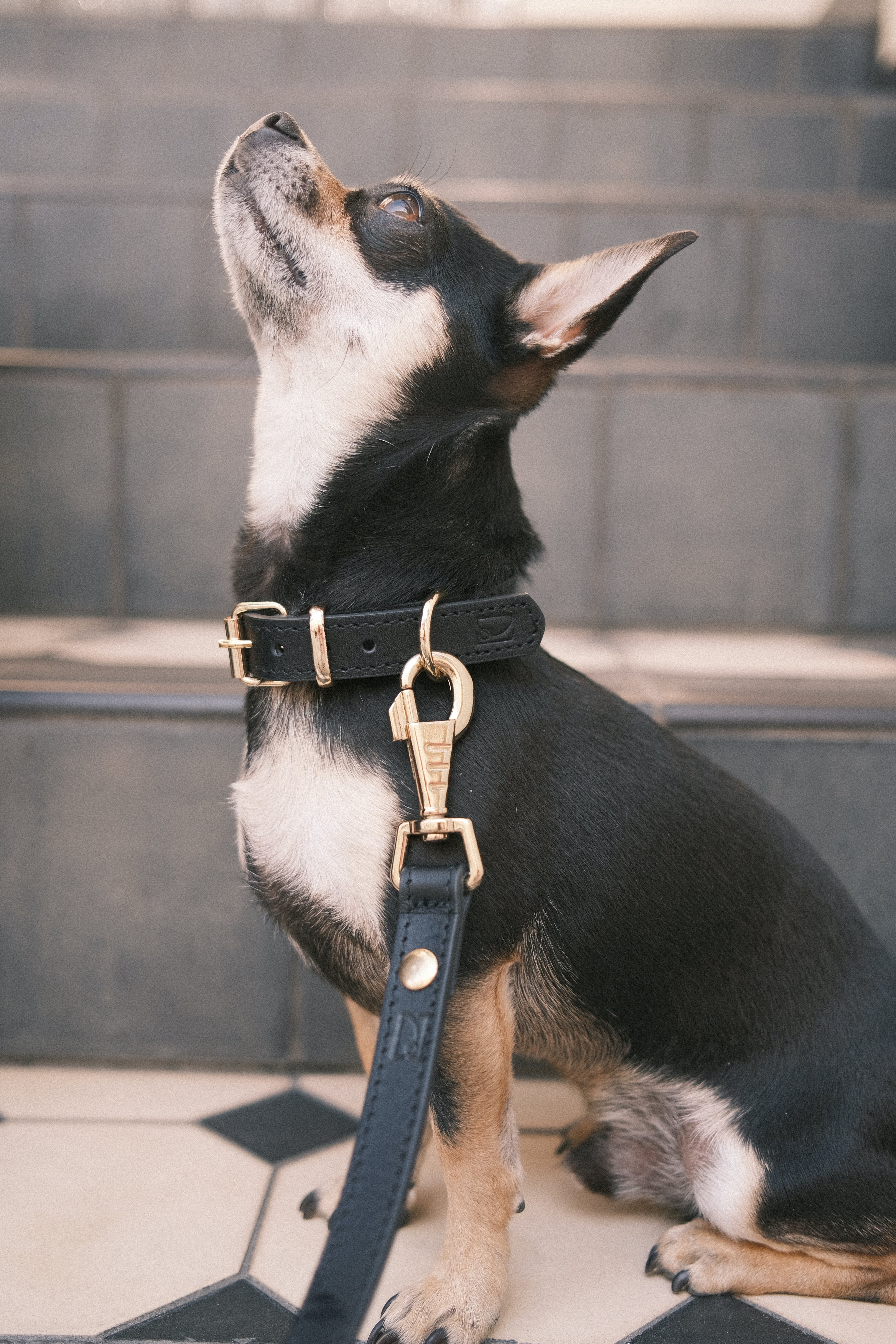Legacy Leather Collar | Black