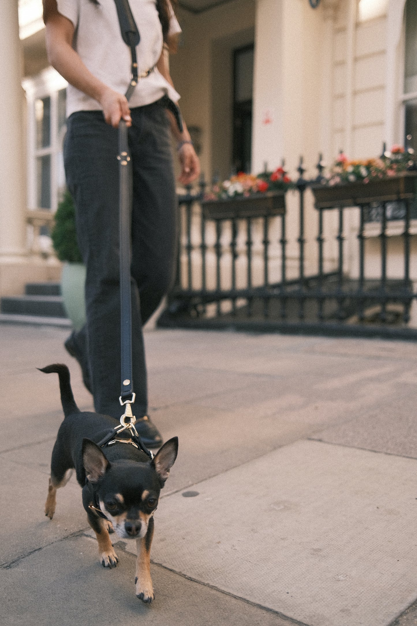 Legacy Harness + Leash Bundle | Black