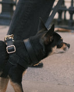 Legacy Harness + Leash Bundle | Black