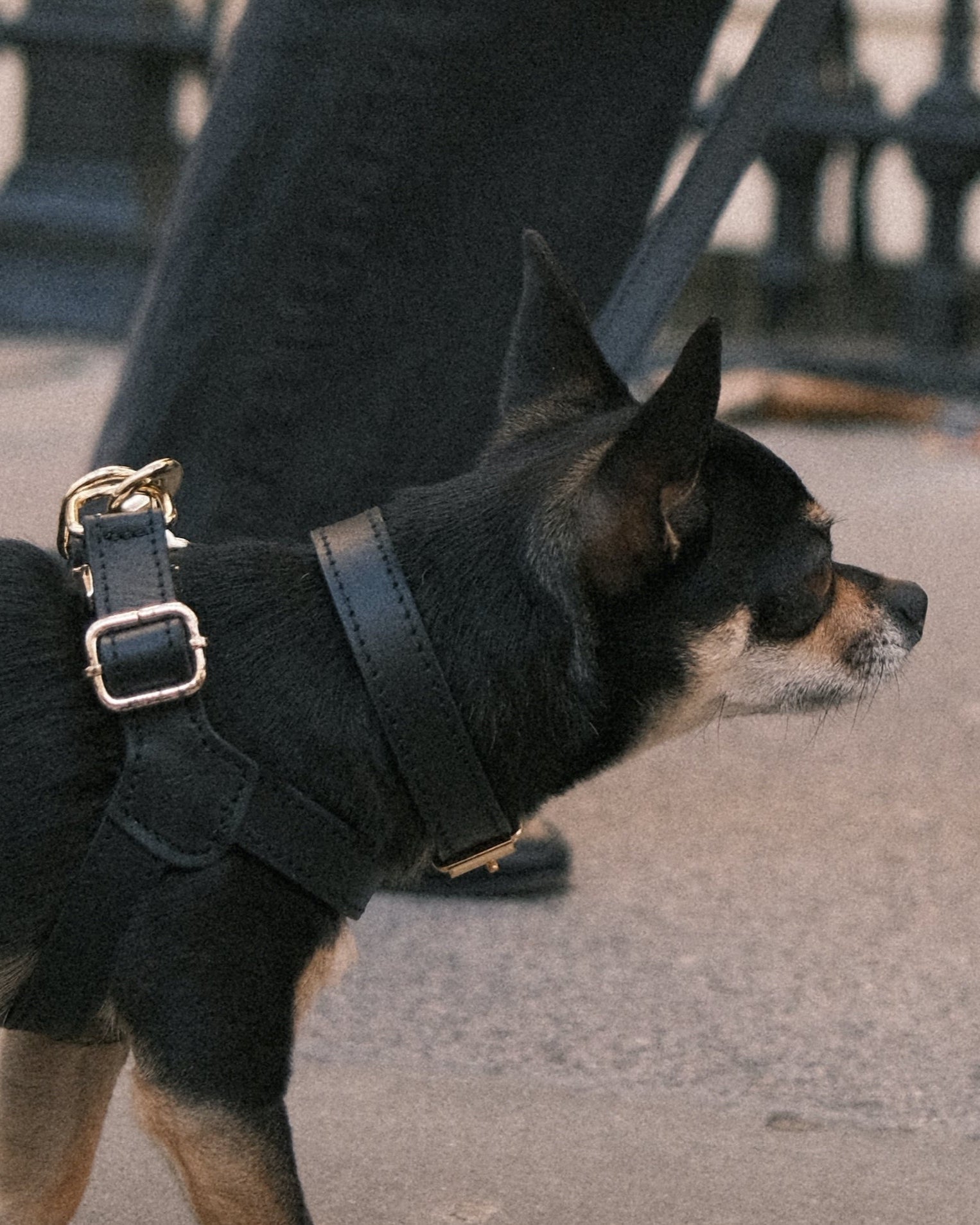Legacy Harness + Leash Bundle | Black
