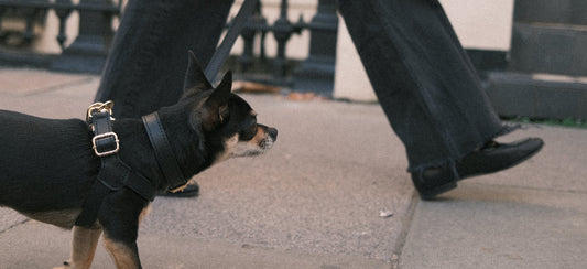 Legacy Harness + Leash Bundle | Black