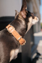Legacy Leather Collar | Tan