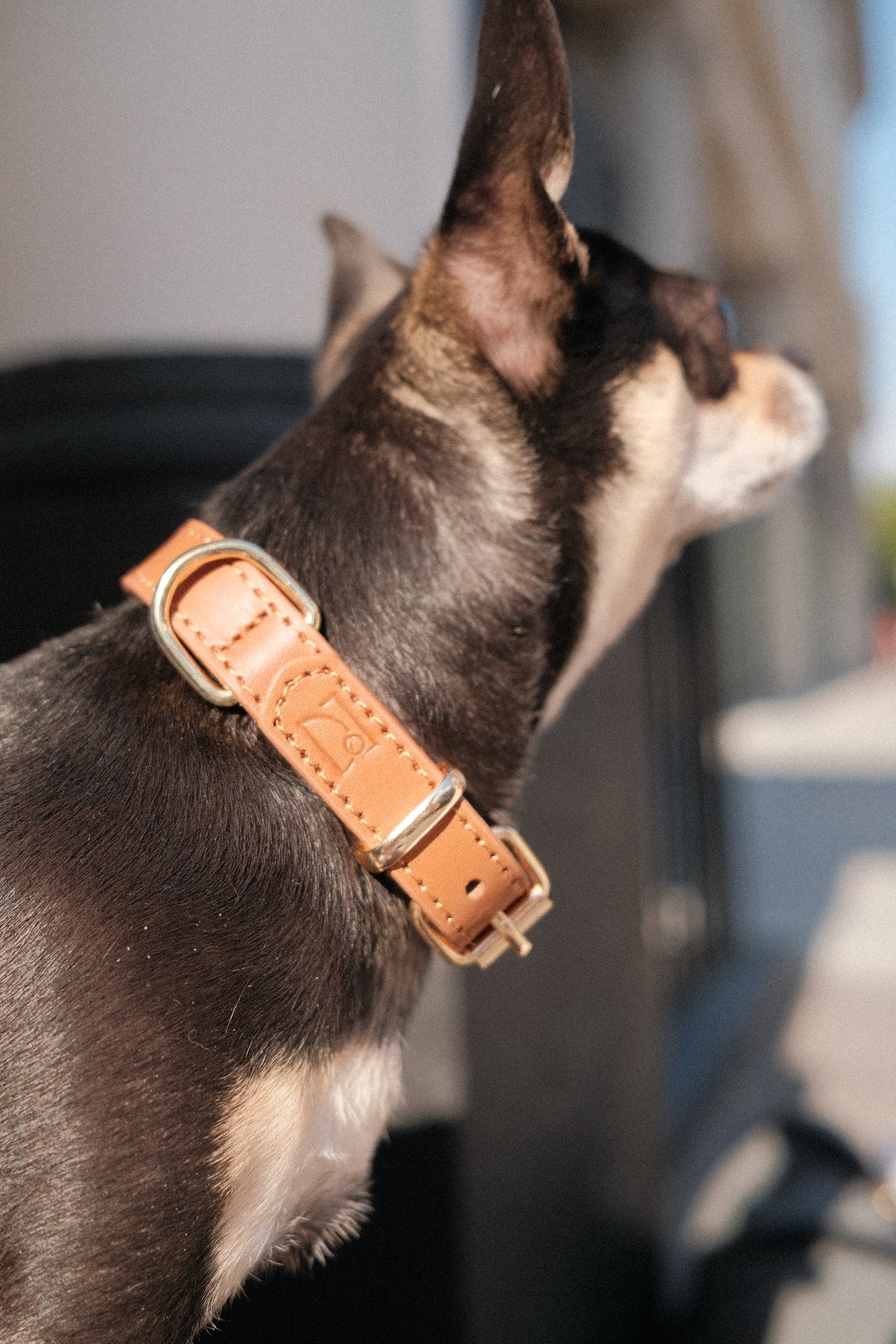 Legacy Leather Collar | Tan