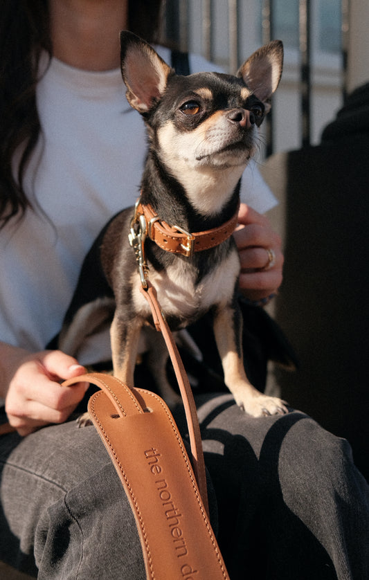 Legacy Leather Collar | Tan