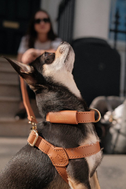 Legacy Harness + Leash Bundle | Tan