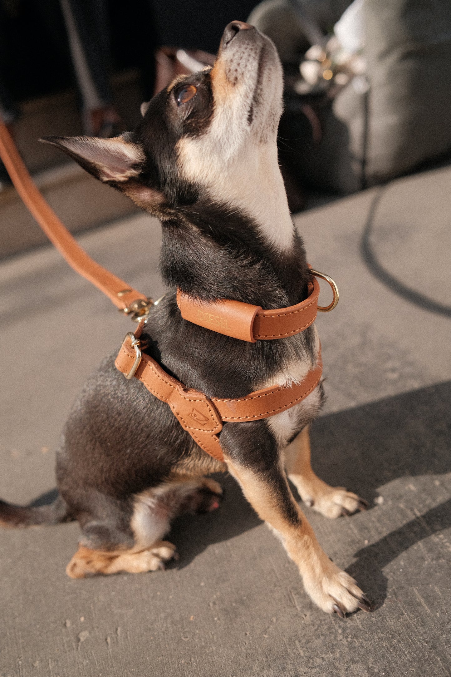 Legacy Leather Harness | Tan